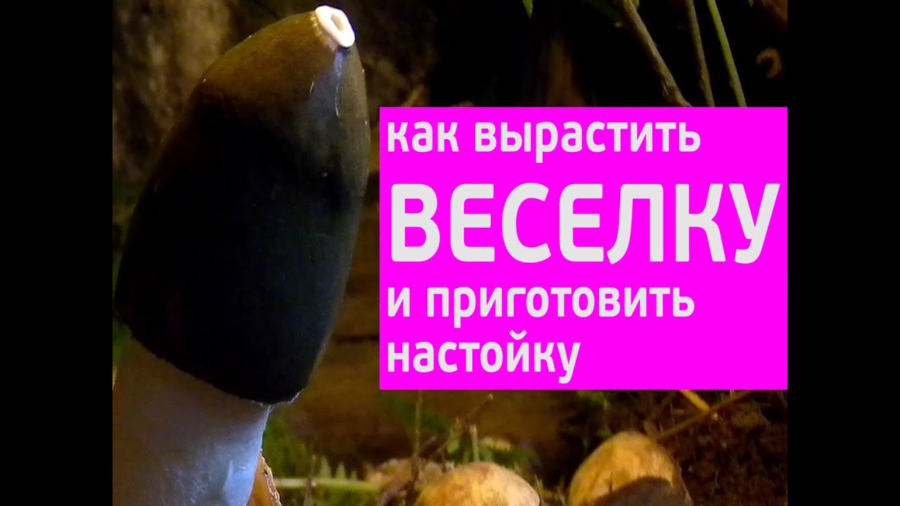 гриб веселка - приготовление целебной настойки, www.grib.tv