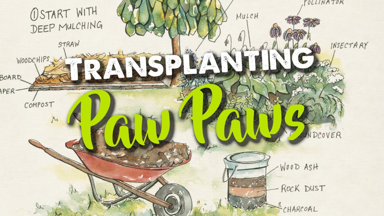 Transplanting Paw Paws
