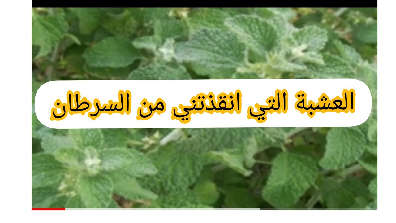 شاهد فوائد العشبة السحرية مريوت التي انقذتني من السرطان
