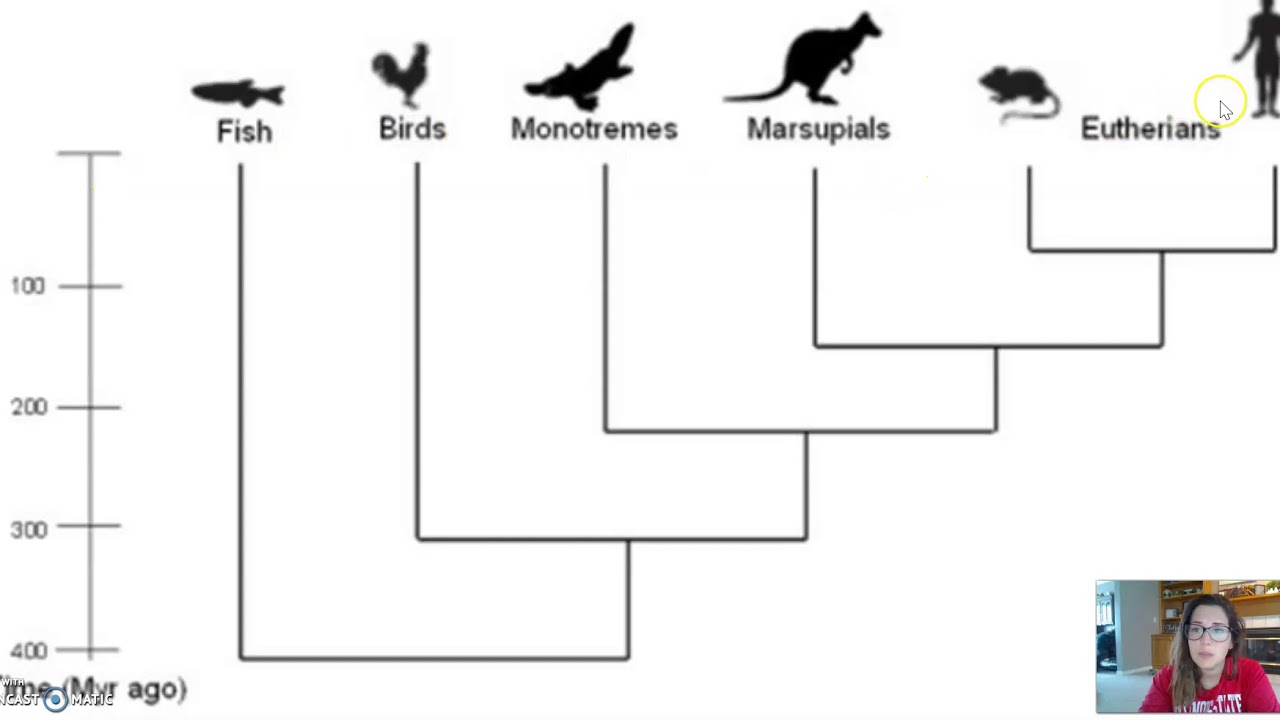 Phylogenetic Tree Interpretation