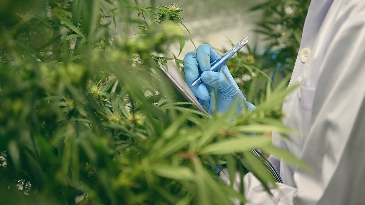 Quality Management Systems in Cannabis eLearning Program