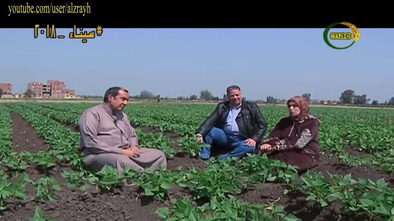 زراعة الفاصوليا اوقات الزراعة واهم المعاملات الزراعية