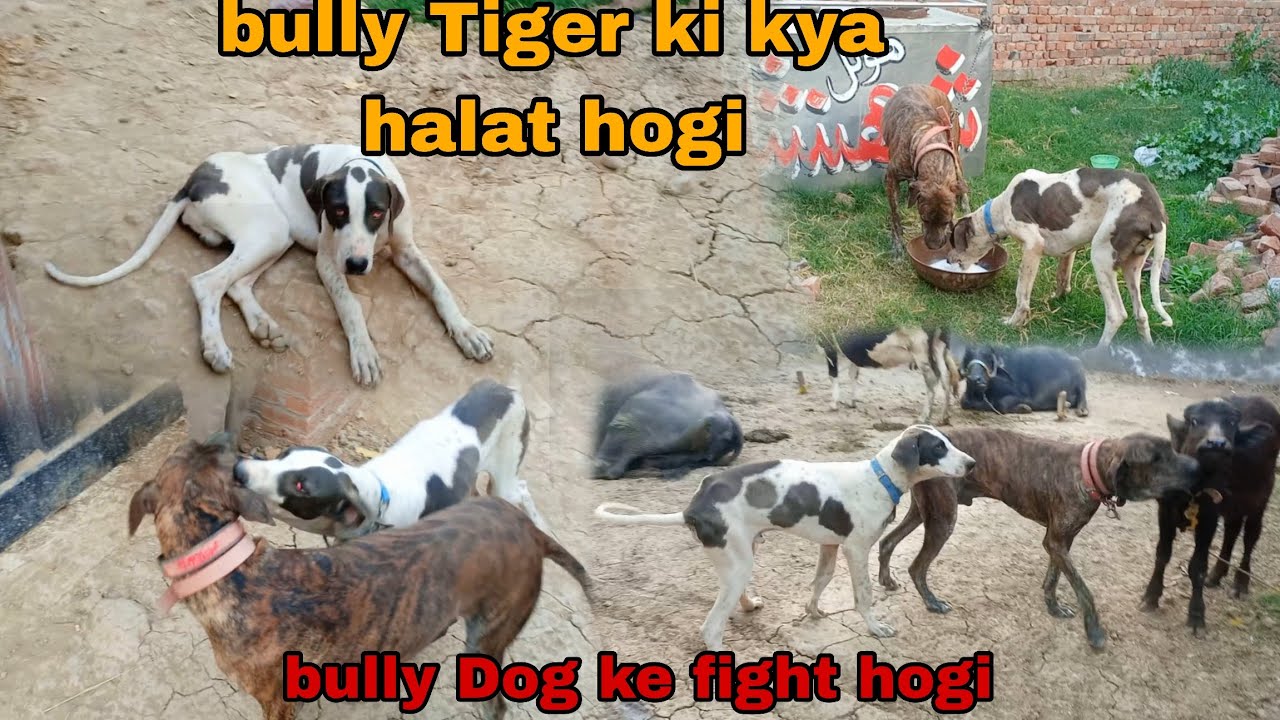 Heavy bully Dog ke fight hogi bully Dog ka sath 😱 Haider Shok vlog YouTube video 