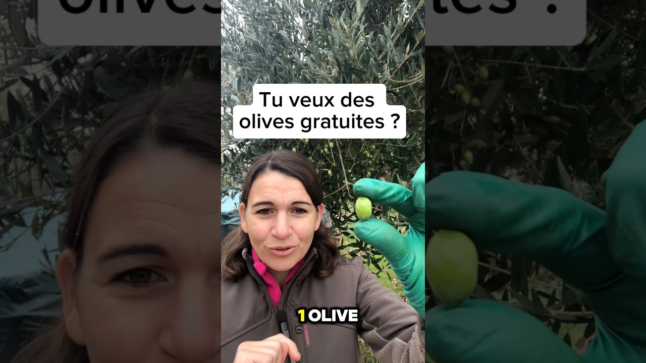 R&eacute;colter et conserver les olives. #jardin #oliviera #olive #r&eacute;colte #conservation #conseils #tree