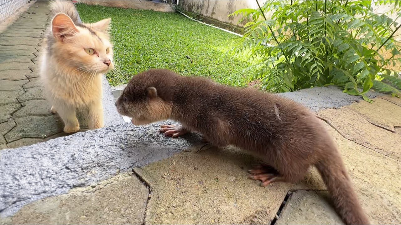 Otter baby sound, crying for mom