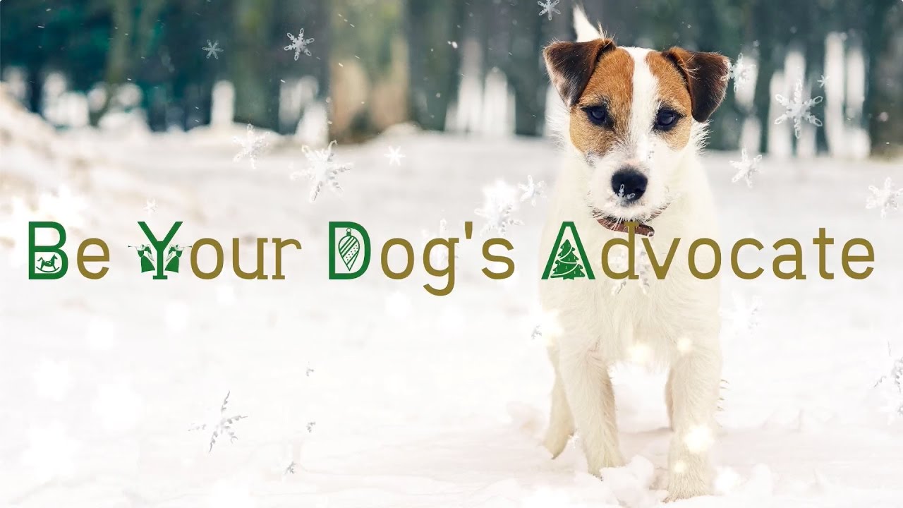 Day 15: Be Your Dog's Advocate