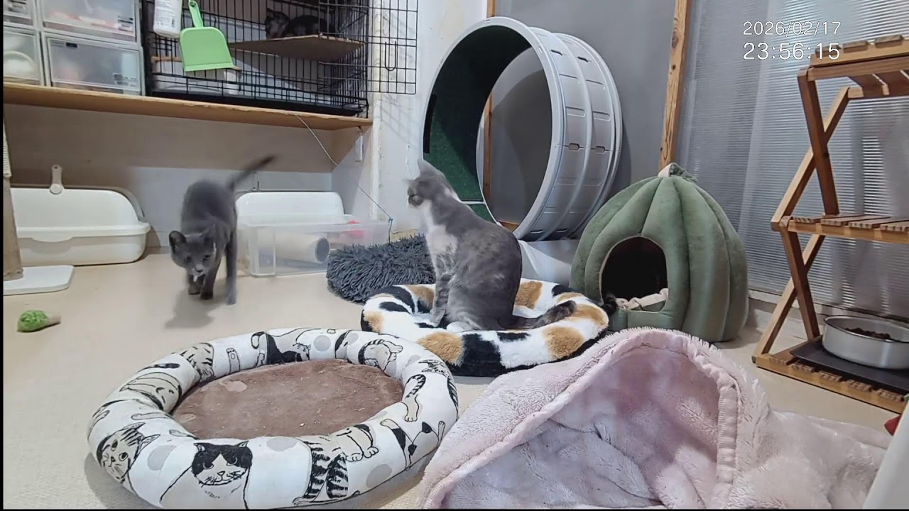 ■子猫中猫+α ■子猫室ライブ ■　20260217　12：00〜