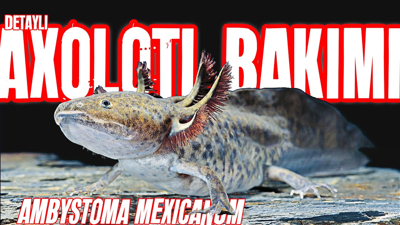 Yürüyen Balık, Axolotl Bakımı - Ambystoma mexicanum - DETAYLI