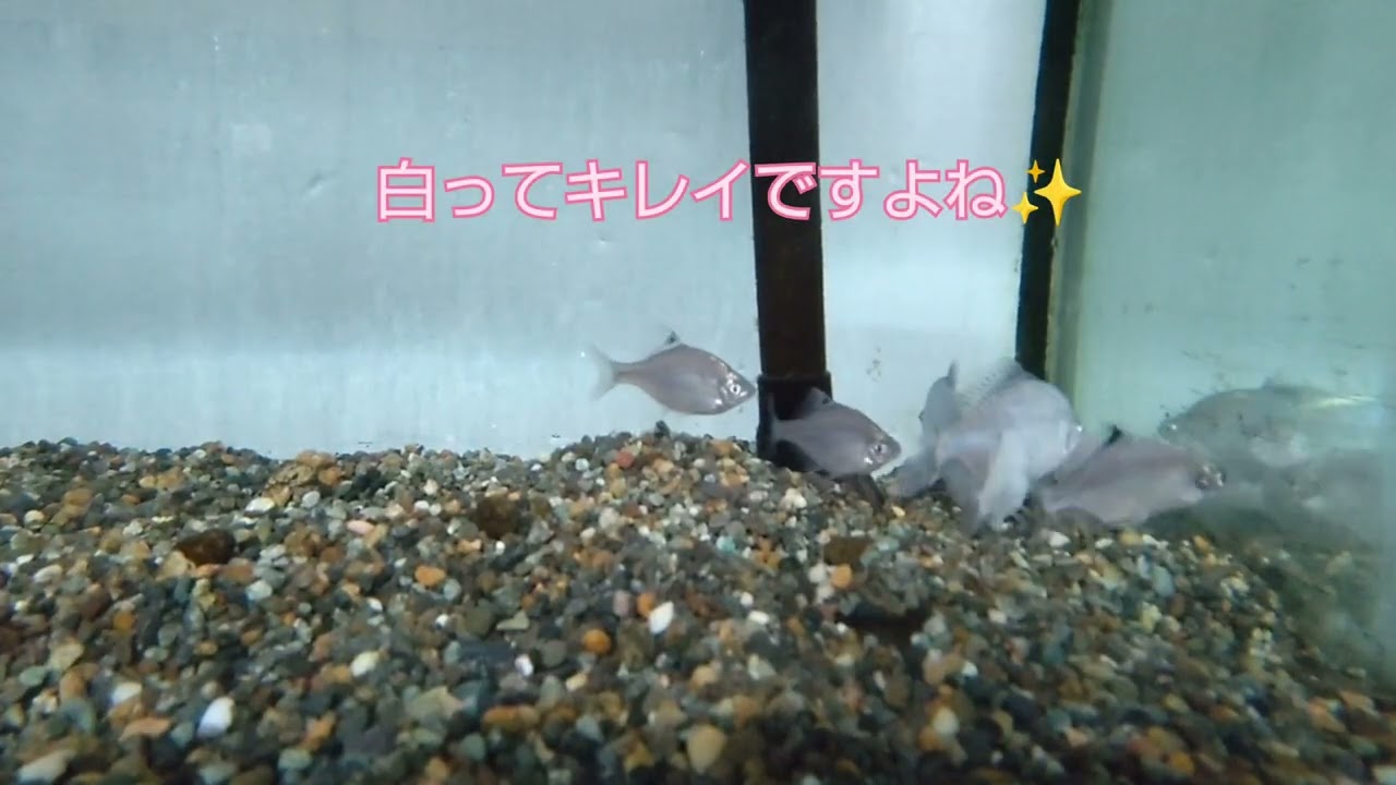 タナゴ紹介