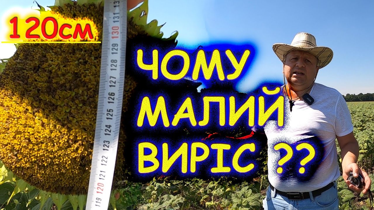 🙄ПІСЛЯДІЯ ГЕРБІЦИДУ НА СОНЯШНИК🌻 Мезотріон ЯК СПАСТИ?