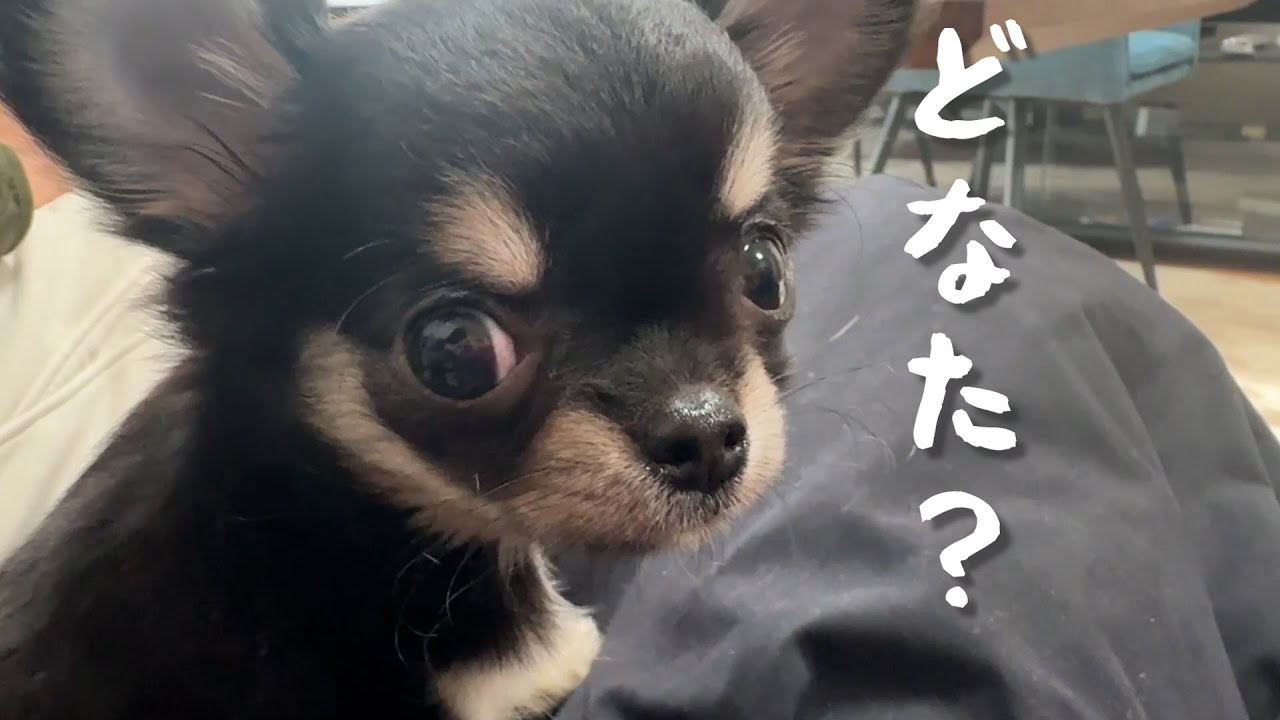 はじめまして。生後60日の子犬チワワ、こむぎです。
