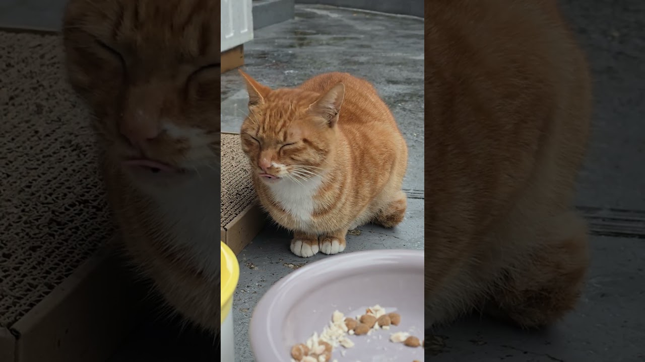 20251224_091708 Cat No. 1 is still alive