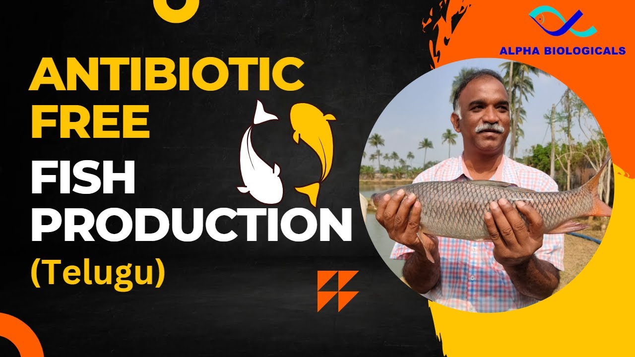 Accomplishing Antibiotic Free Fish Production