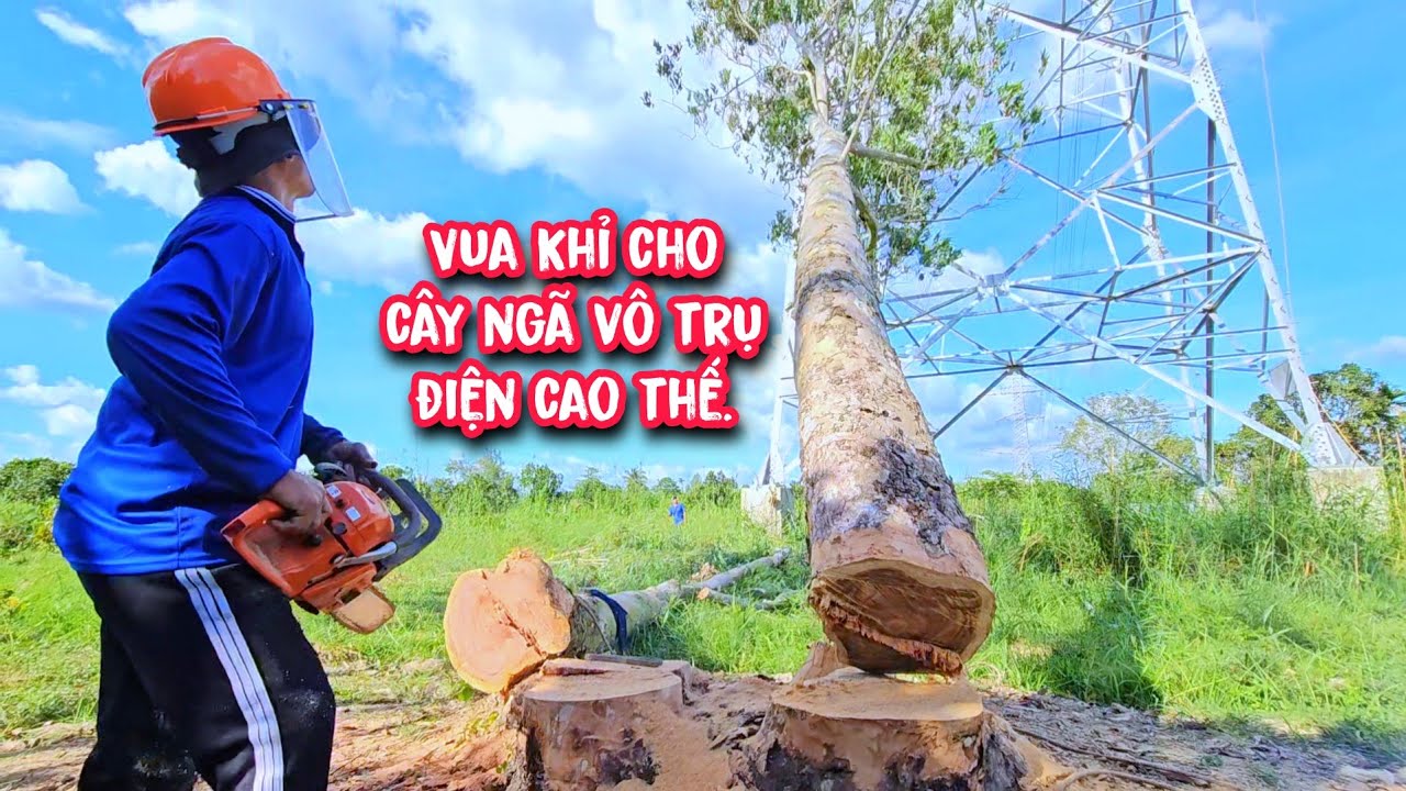 Thót tim !!! khi Vua Khỉ quyết định cưa hạ 3 gốc cây Bạch Đàn vào trụ điện cao thế đang xây.