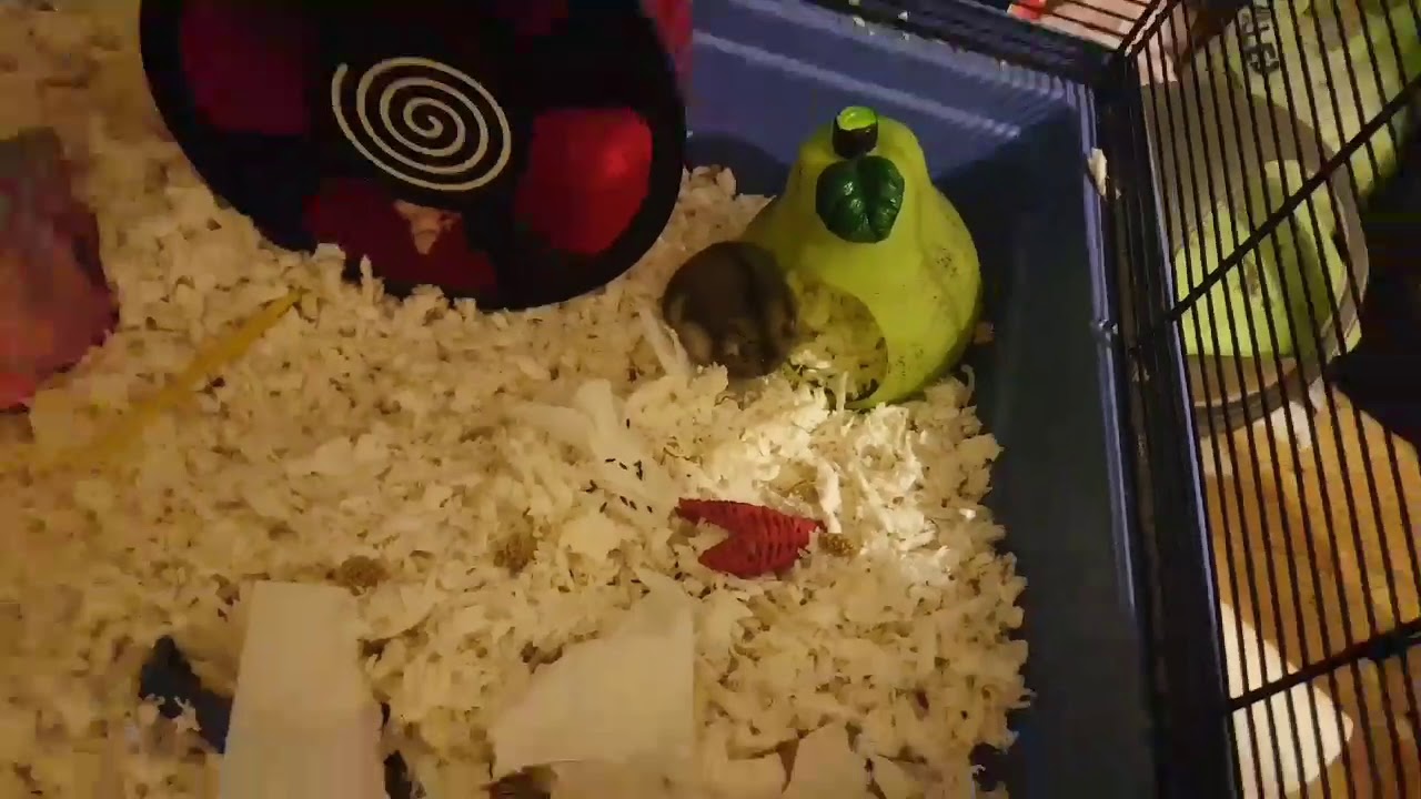 Hiccups Cage Clean and Tour (reupload) | HAMSTERS
