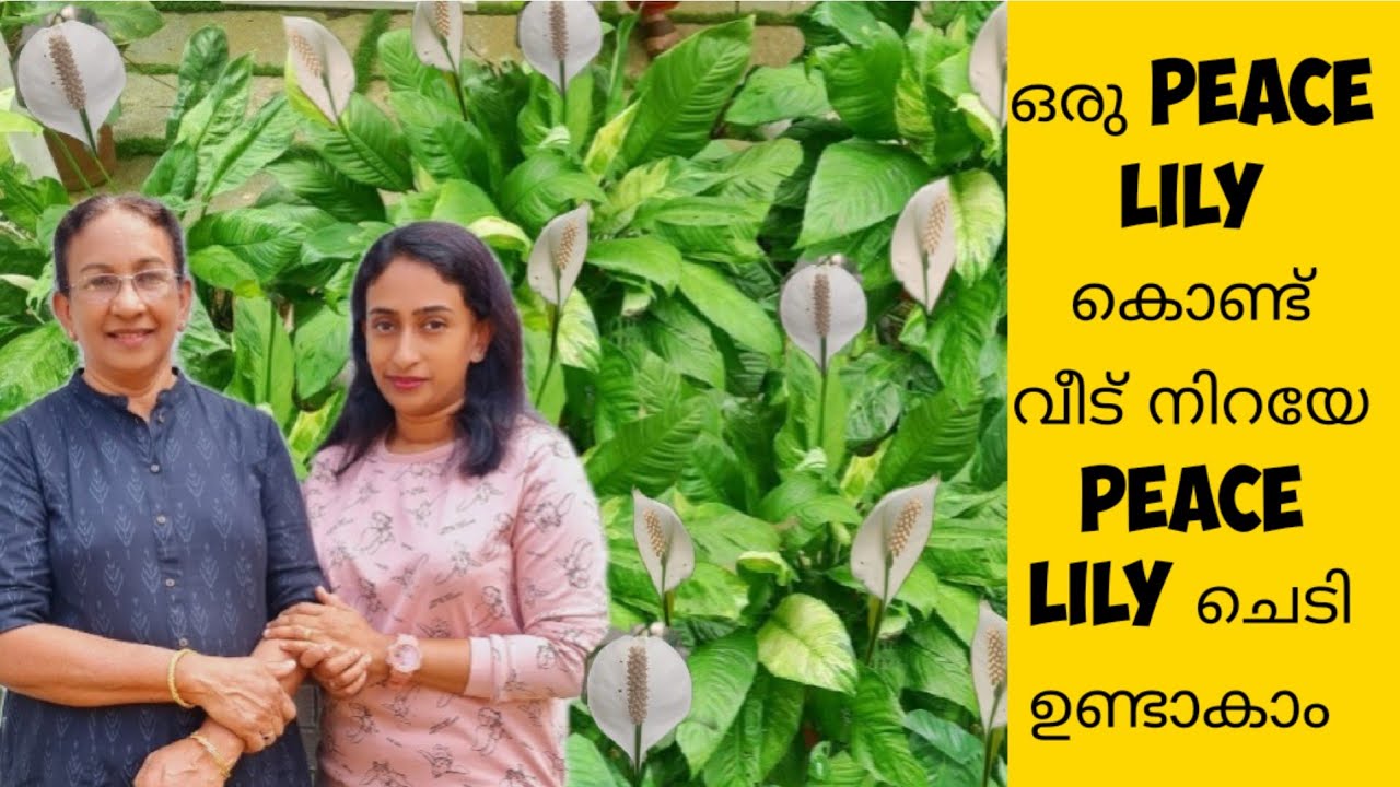 PEACE LILY CARE AND PROPAGATION|PEACE LILY PLANT CARE MALAYALAM|peace lily care and fertilizing