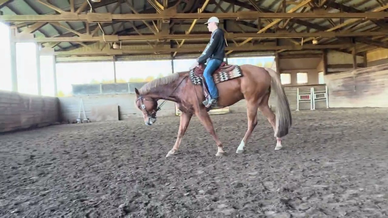 Heza Lopin Star - For sale!