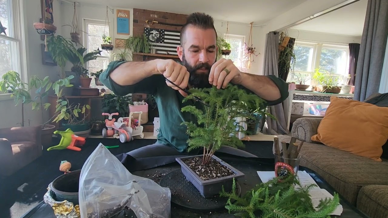 5 Year Bonsai Anniversary - Norfolk Island Pines - Red Twig Dogwood - Swiss Cheese Monstera Feb 2023