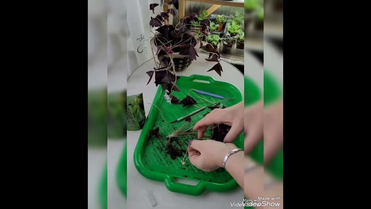 Черенкую кислицу и показываю результат🙂😉