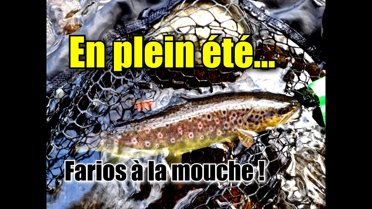 Truites d'été à la mouche sèche : pêche à la mouche dans le Cantal.