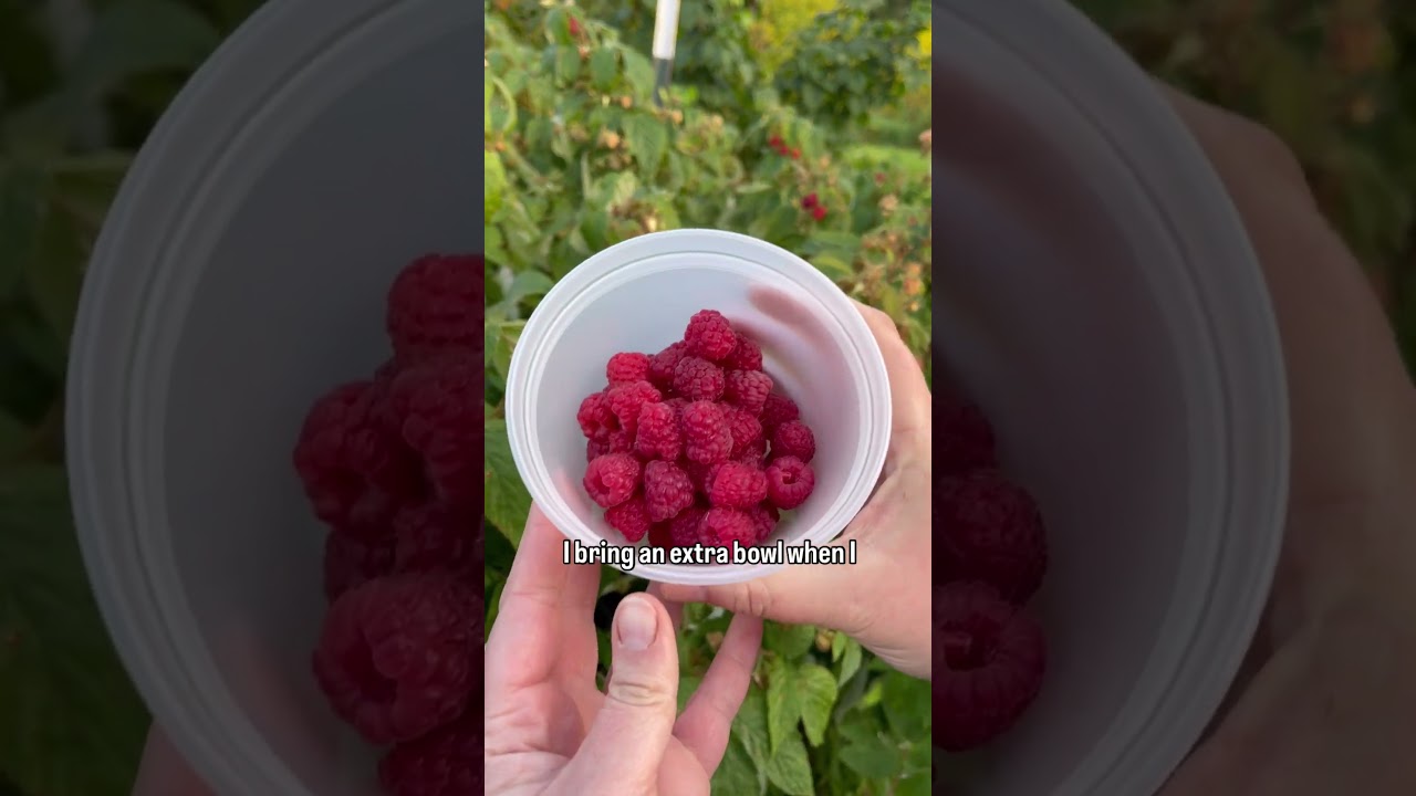 У вас в малине есть маленькие белые червячки?!