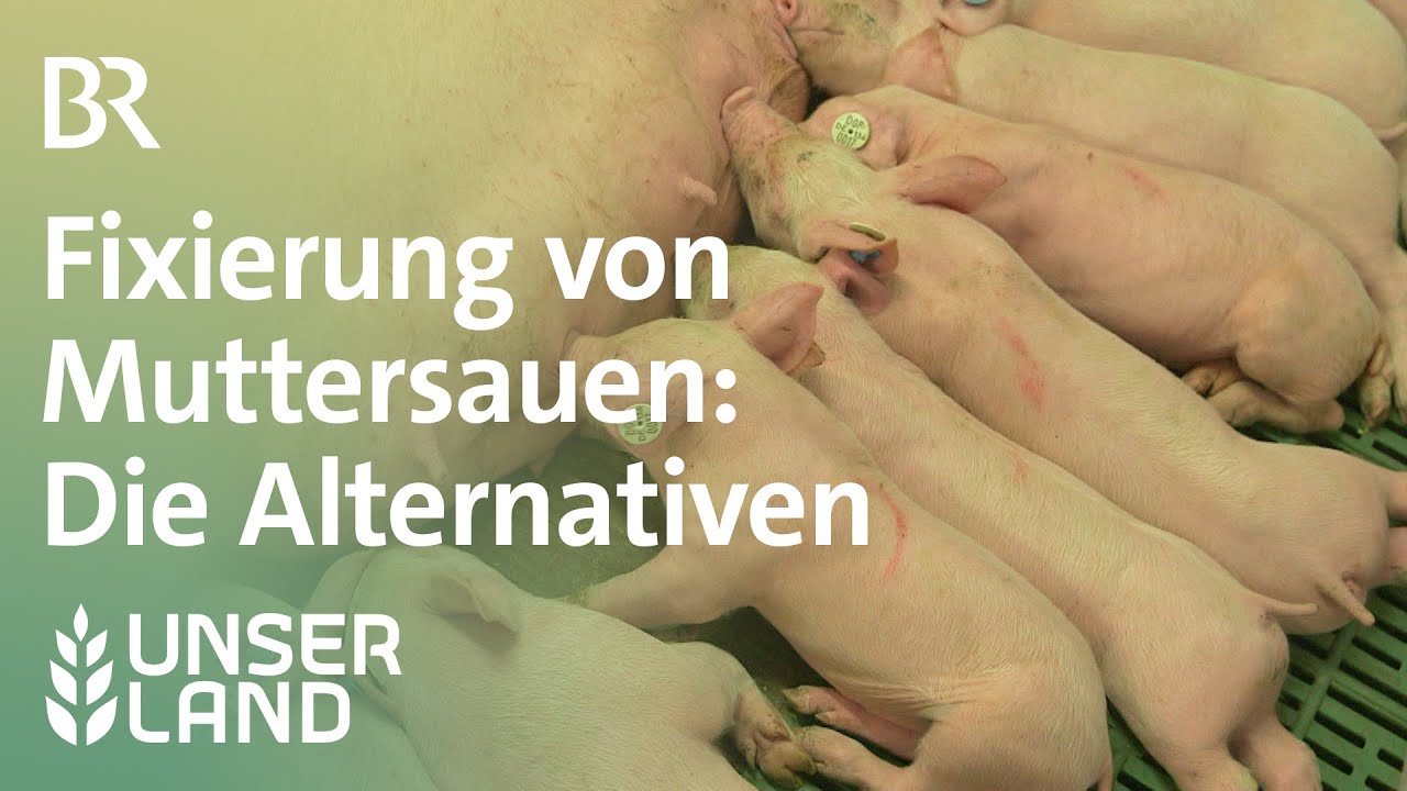 Fixierung von Muttersauen - welche Alternativen gibt es? | Unser Land | BR Fernsehen