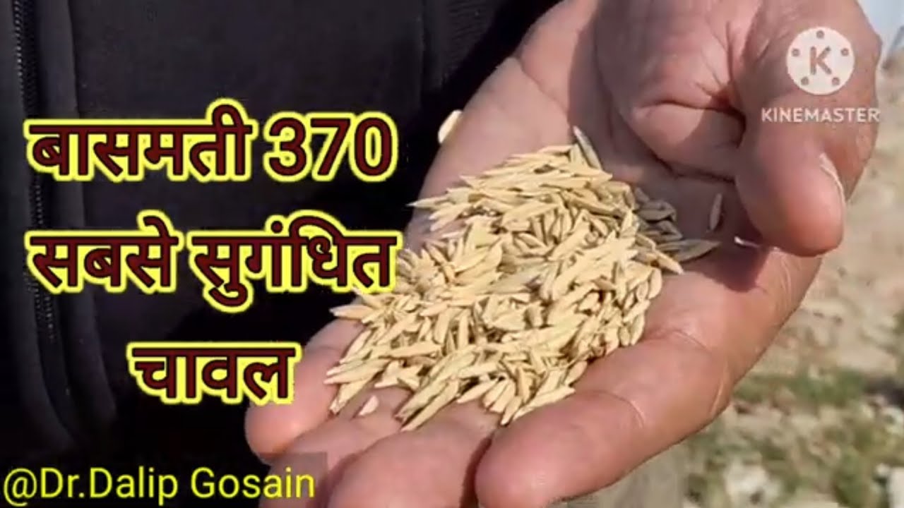 सबसे सुगन्धित चावल बासमती 370 क्या है कैसे मिल सकता इसका बीज  #paddyseeds #dhaanbeej