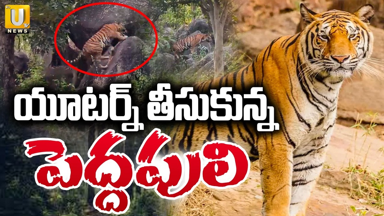 Tiger Hulchul in Kakinada District | యూటర్న్ తీసుకున్న పెద్దపులి | Tiger Tension | Its UTV News
