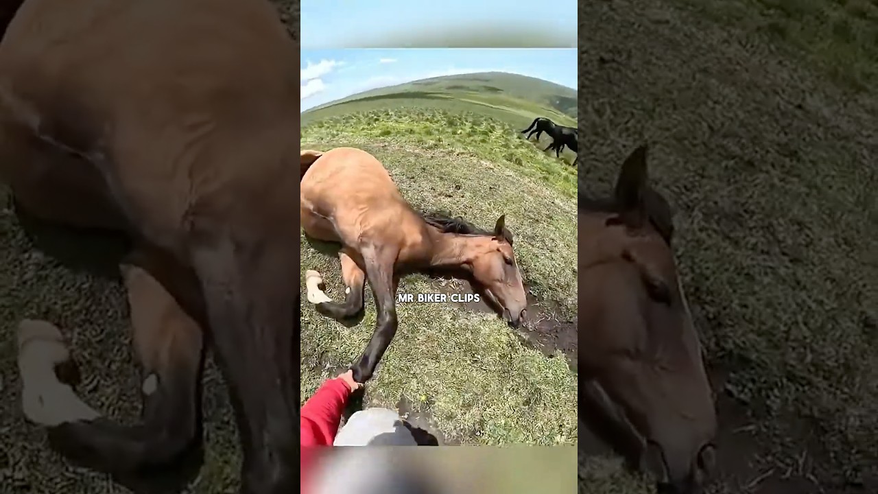 Biker saves struggling horse 💪 #pov #biker #bike #biking #animals #shorts