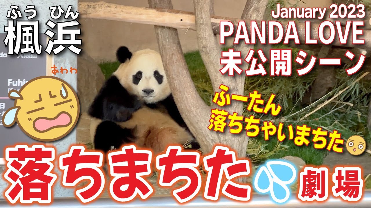 【楓浜（ふうひん）】櫓から落ちてスネてたら今度はモートに落下😅しょんぼりして帰る2才の楓🍁ちゃんがカワイすぎた😍思い出の未公開シーンシリーズ🎞️