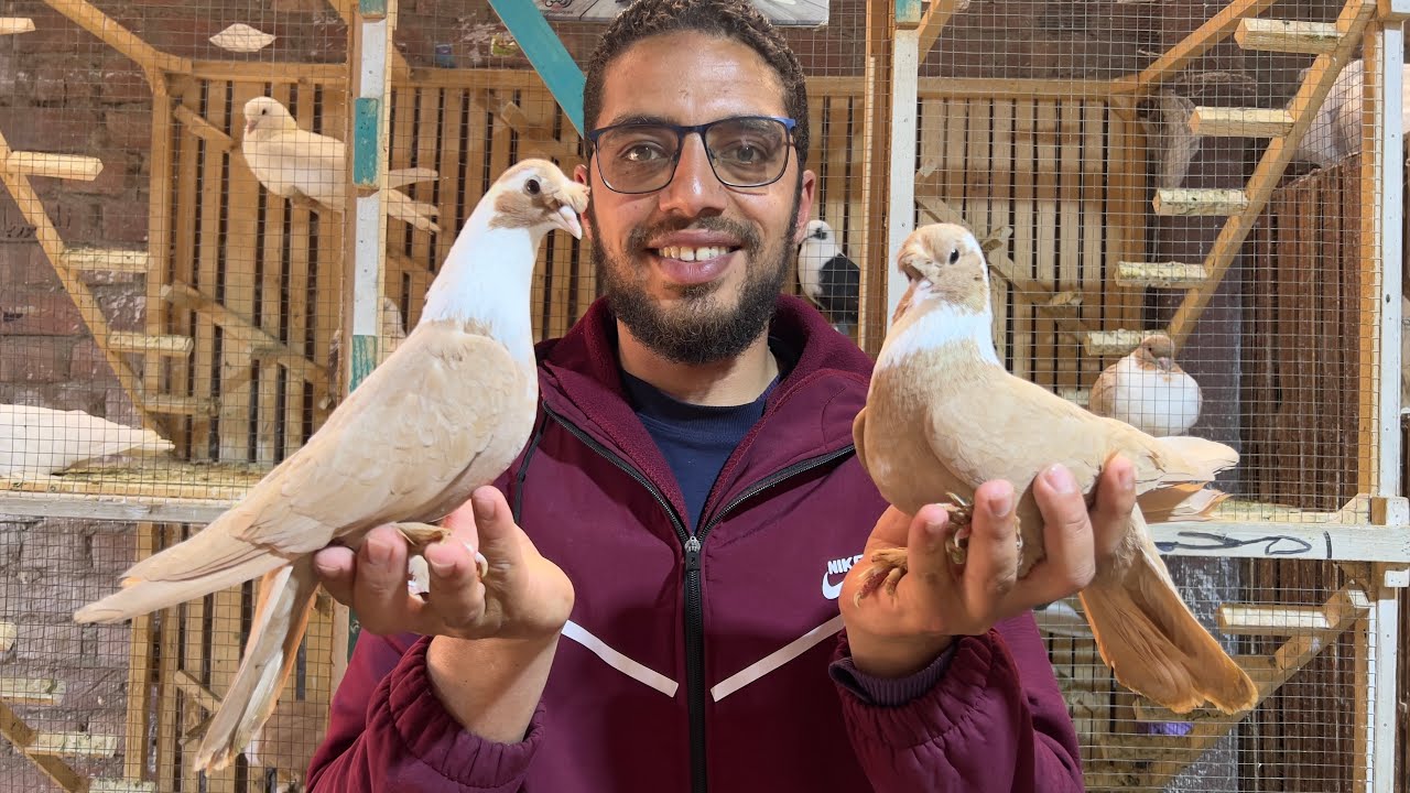غيه حمام كامله للبيع كل انواع الحمام 🕊️🔥