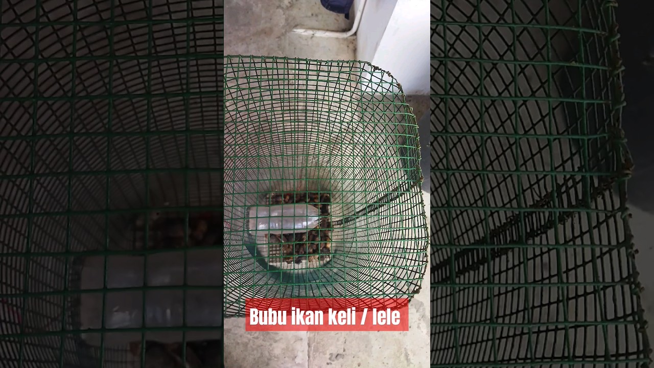 bubu ikan keli atau lele #bubu # bubuikanlele #bubuikankeli #bubuumpansawit #shorts #bubusungai
