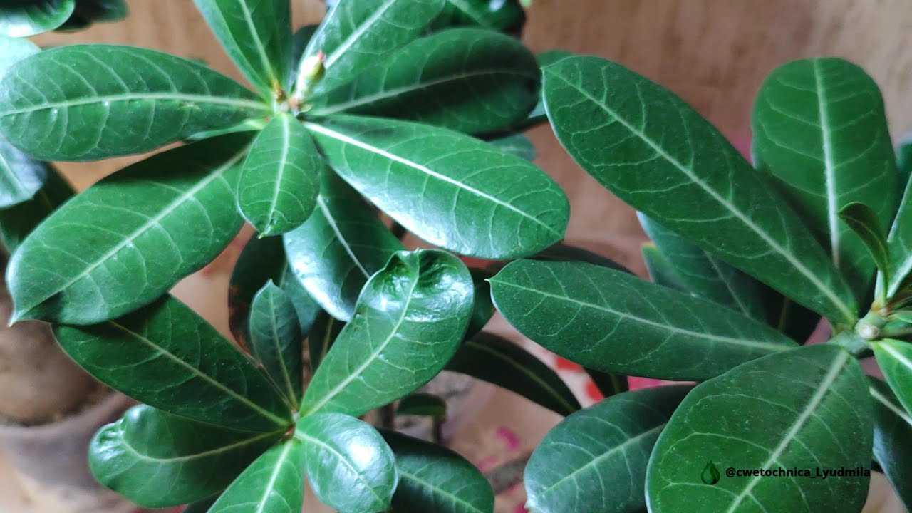 Отчет по сеянцем и  пересадка моих взрослых адениумов #адениум #adenium