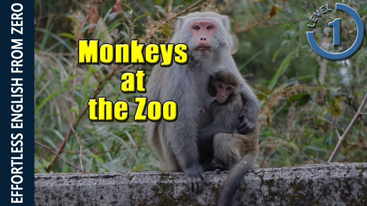 EFFORTLESS ENGLISH LESSON 3 -  MONKEYS AT THE ZOO (LEVEL 1)