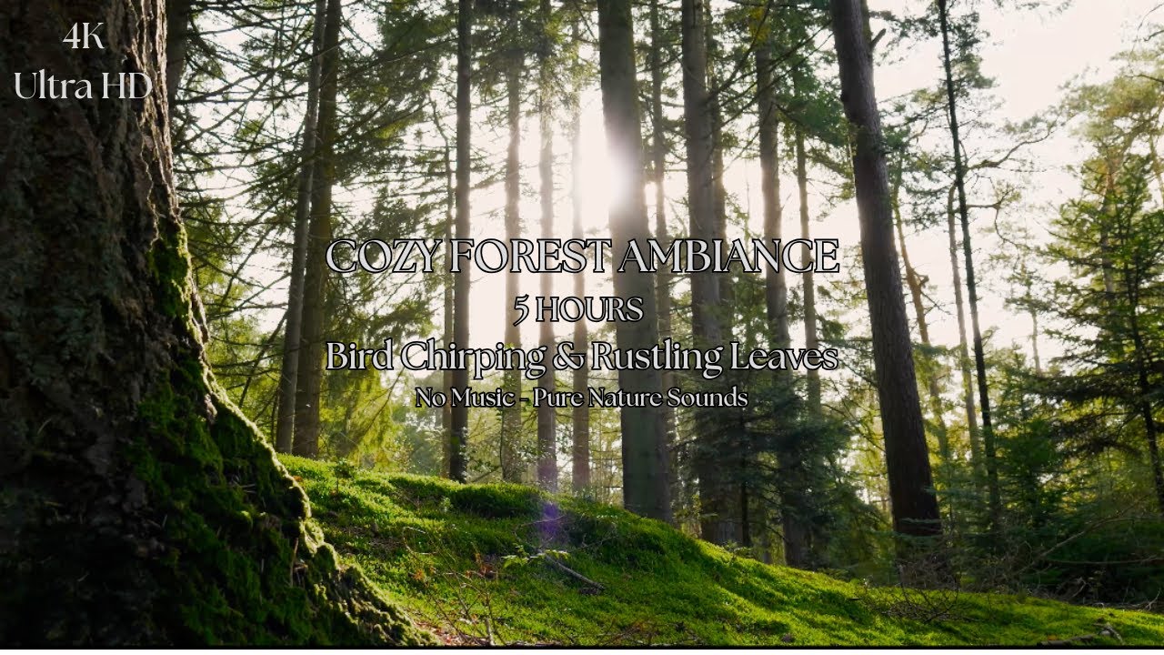 Cozy Forest Ambience No Music 5 Hours 🌲🐦 | Bird Chirping & Rustling Leaves for Relaxation & Study