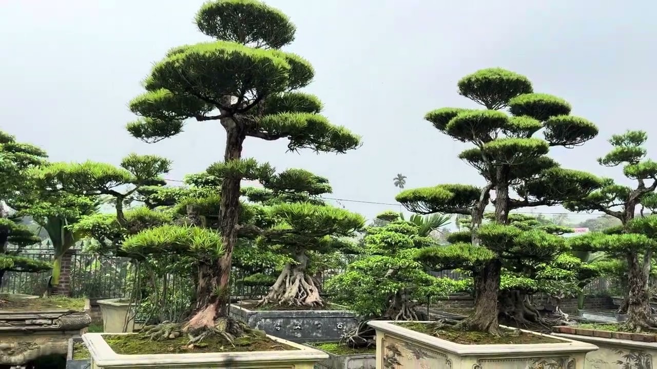 Mời cả nhà cùng ngắm tùng lá hán