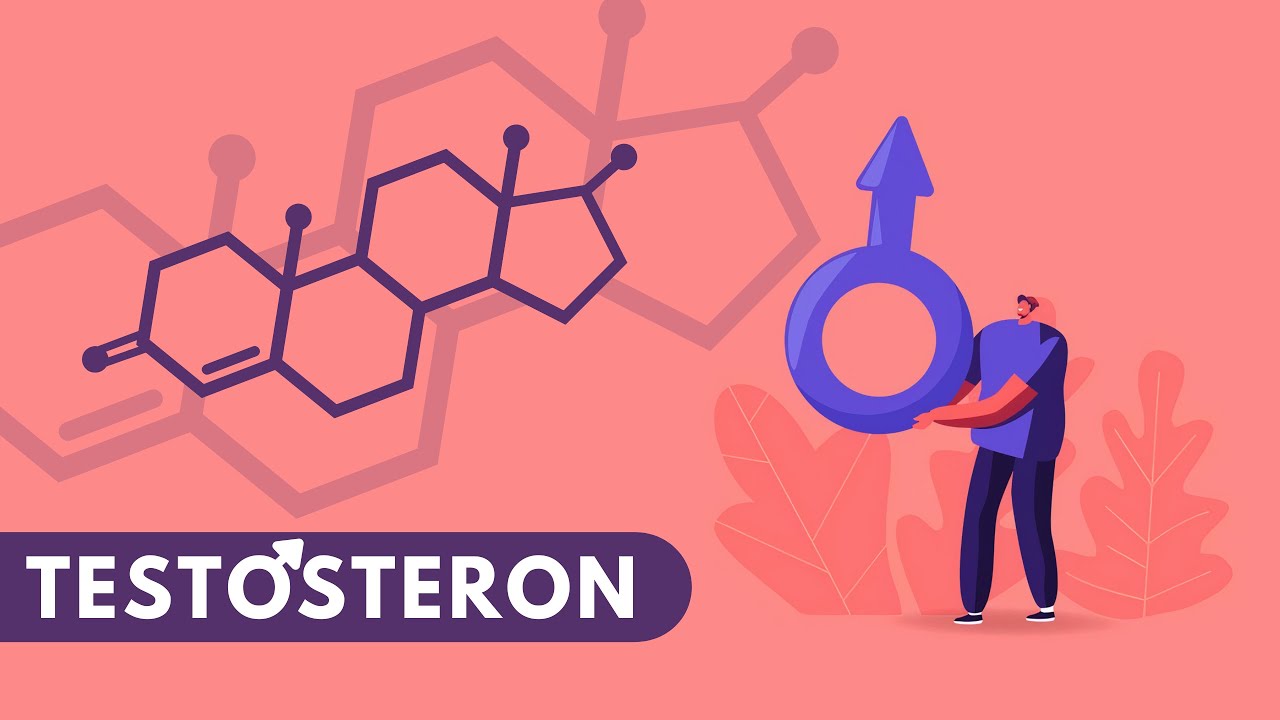 TESTOSTERON GORMONI