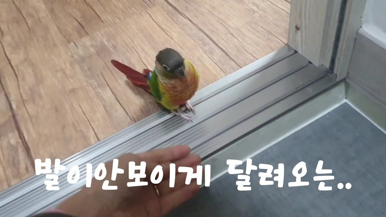 퇴근하는 엄마를향한 격한 환영#코뉴어앵무새#
