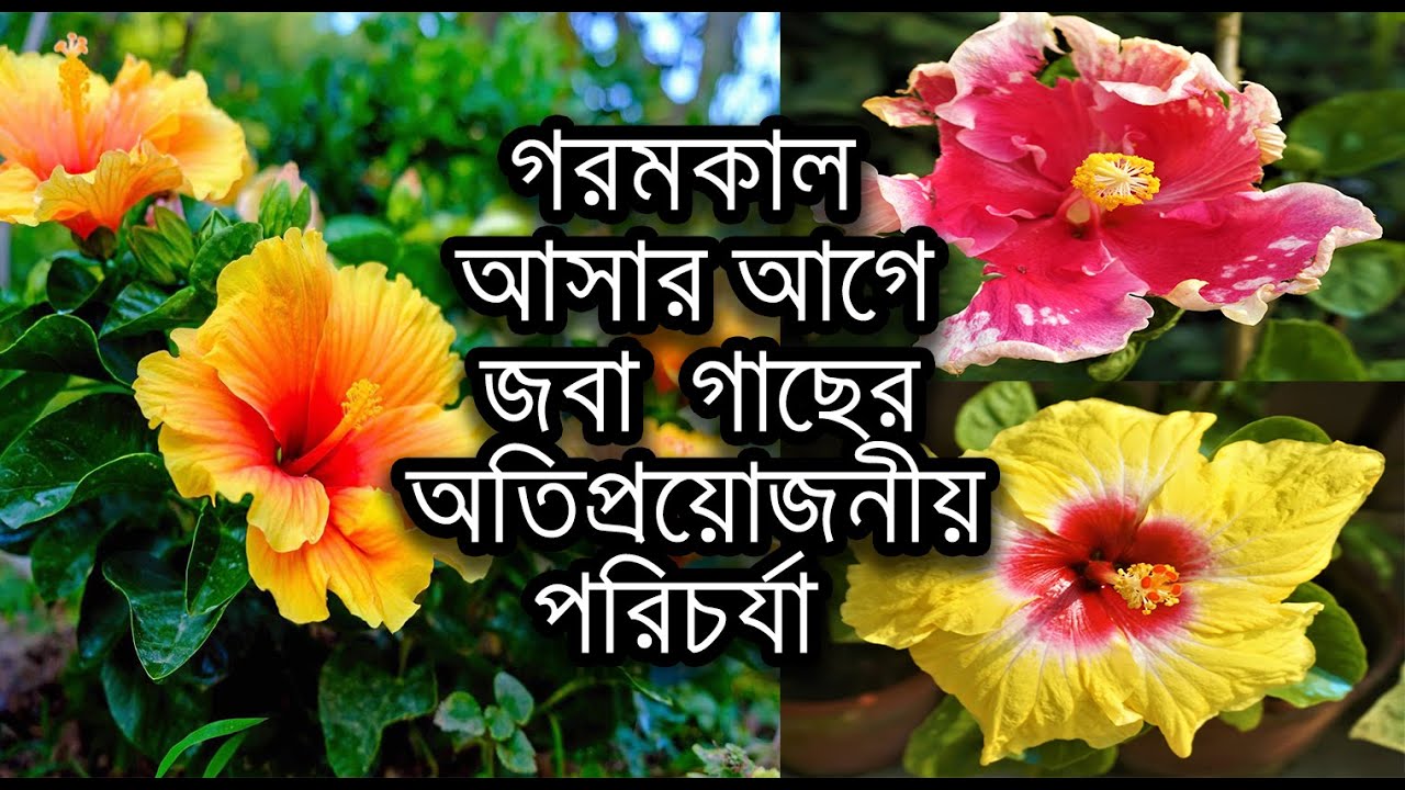 শীতের শেষে, গরমকাল আসার আগে জবা গাছের অতিপ্রয়োজনীয় পরিচর্যা / Hibiscus plant care before summer