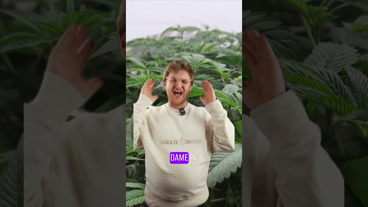 SCREEN OF GREEN (ScrOG) - Methode einfach erkl&auml;rt🥦 *unzensiert* | #ScrOG #cannabiseducation