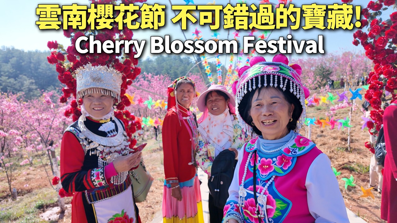 云南曲靖马龙樱花谷，漫山遍野粉色花海太美了！樱花仙子美女如云，全羊汤锅免费品尝，一年一度的民俗美食市集盛宴！阿树Atlas