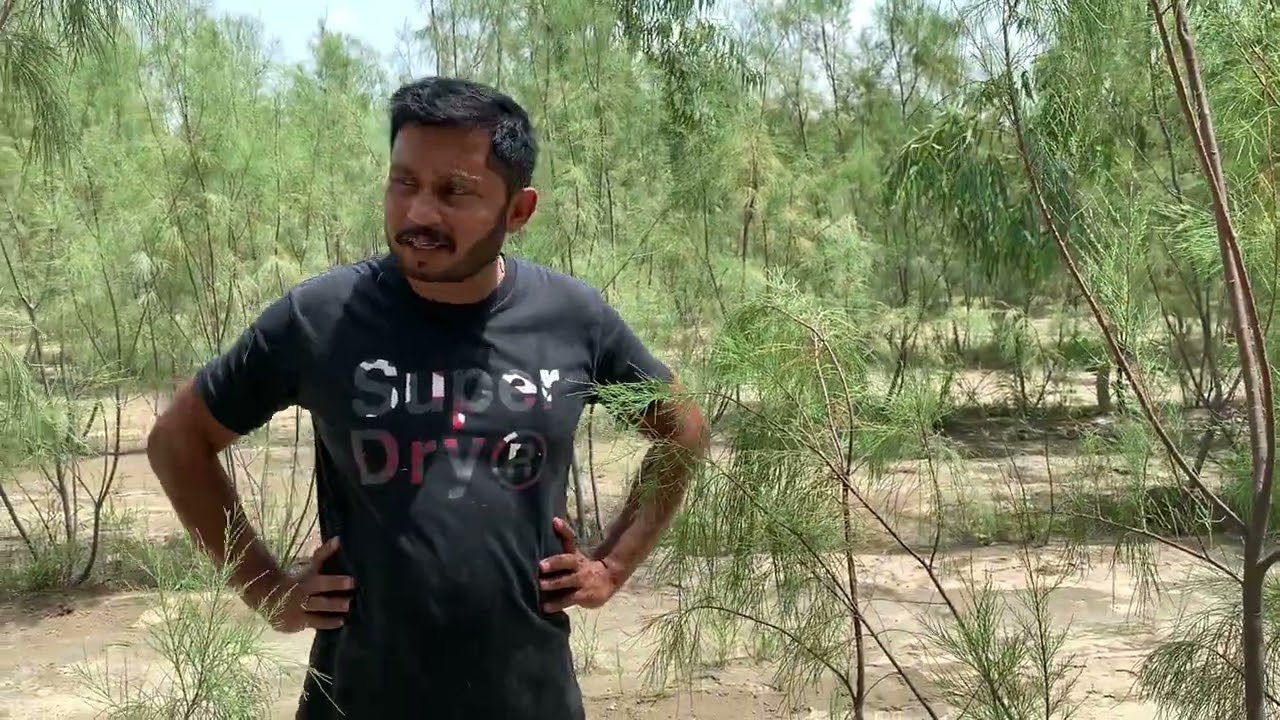 Khagal ka forest || Farash Tree - Tamarix aphylla