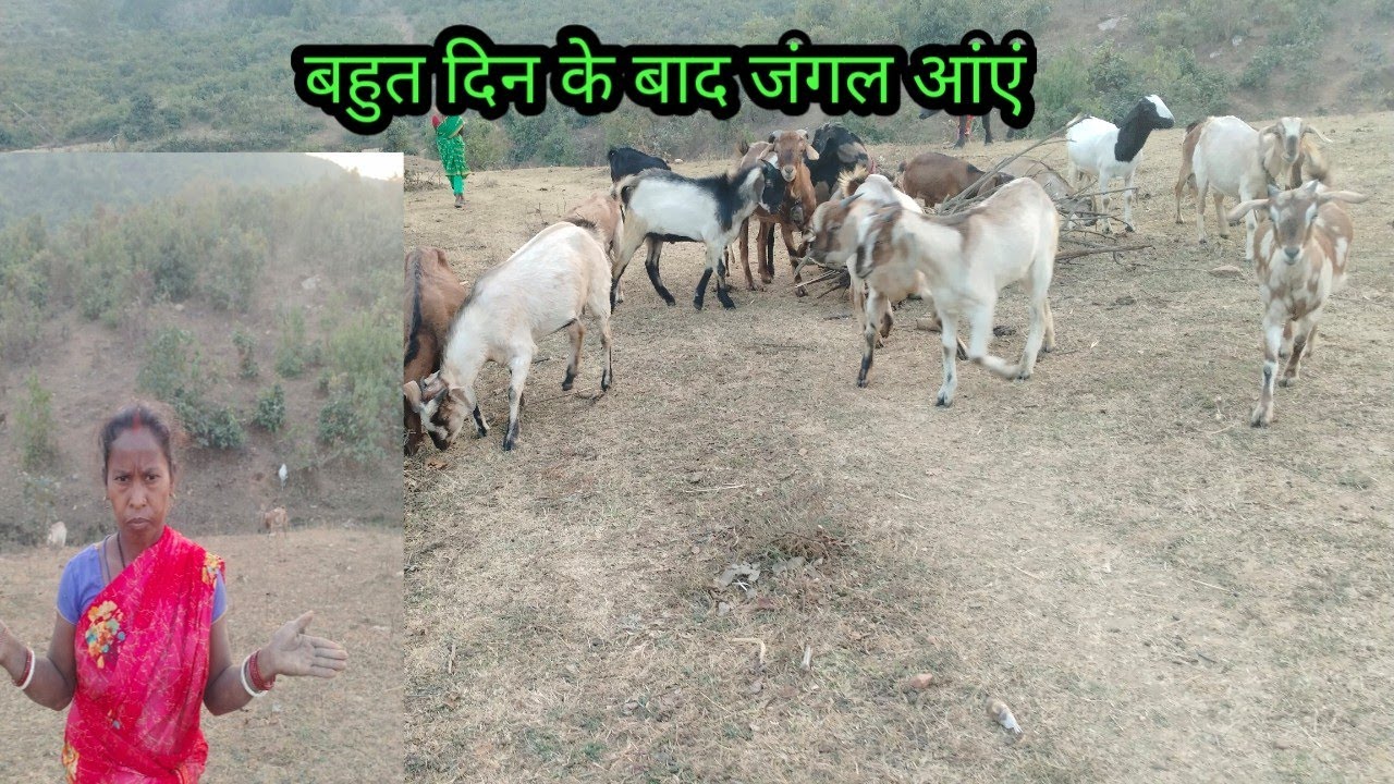 बहुत दिन के बाद जंगल आंएं बकरी  चराने आऐ // BUDhani ki Duniya