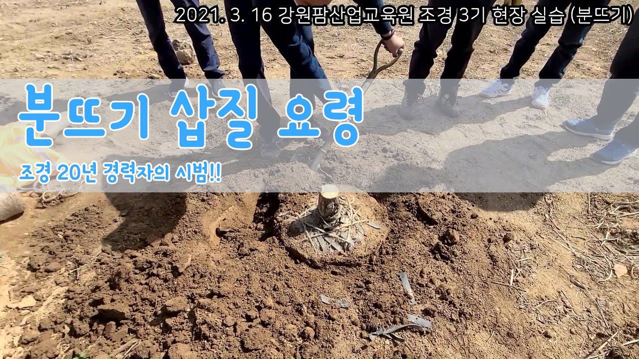 나무 옮겨 심기 조경수 유실수 분뜨는 방법 시범영상 분뜨기 삽질 요령