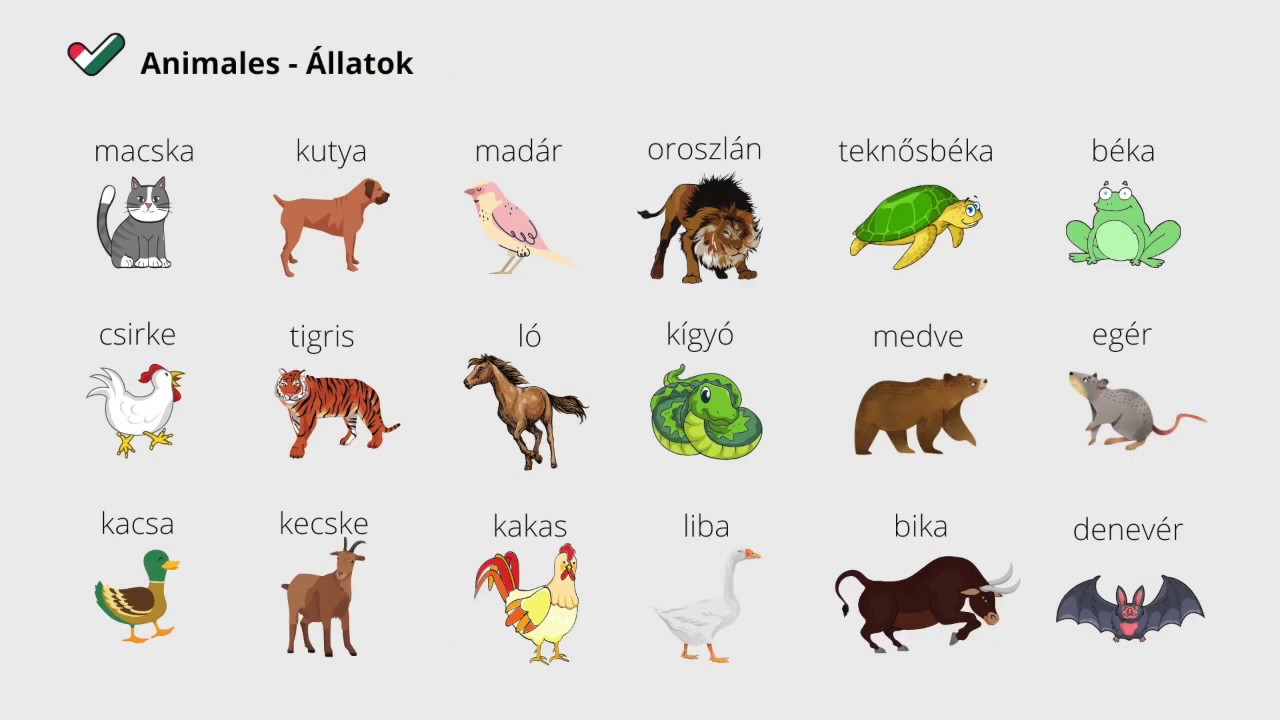 Animales en Húngaro 1 - 1. Állatok