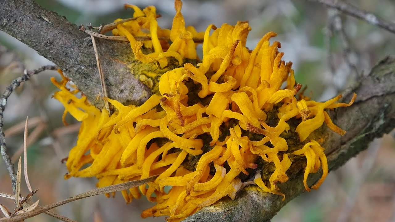 Gymnosporangium clavariiforme