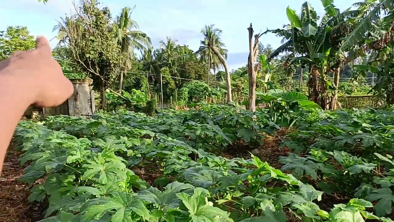 Limang variety ng mga gulay na kunti lang ang gasto Piro malaki ang kita 🥰 