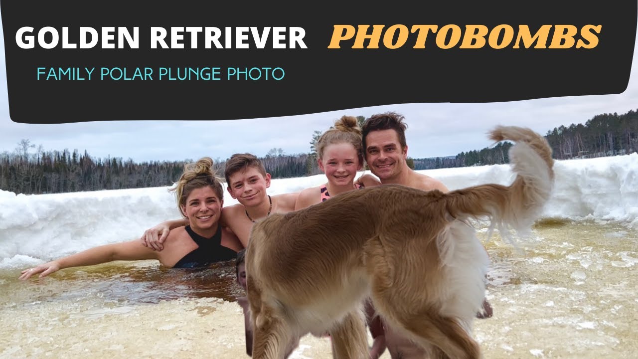 Adorable Golden Retriever Photobombs Our Polar Plunge Family Photo