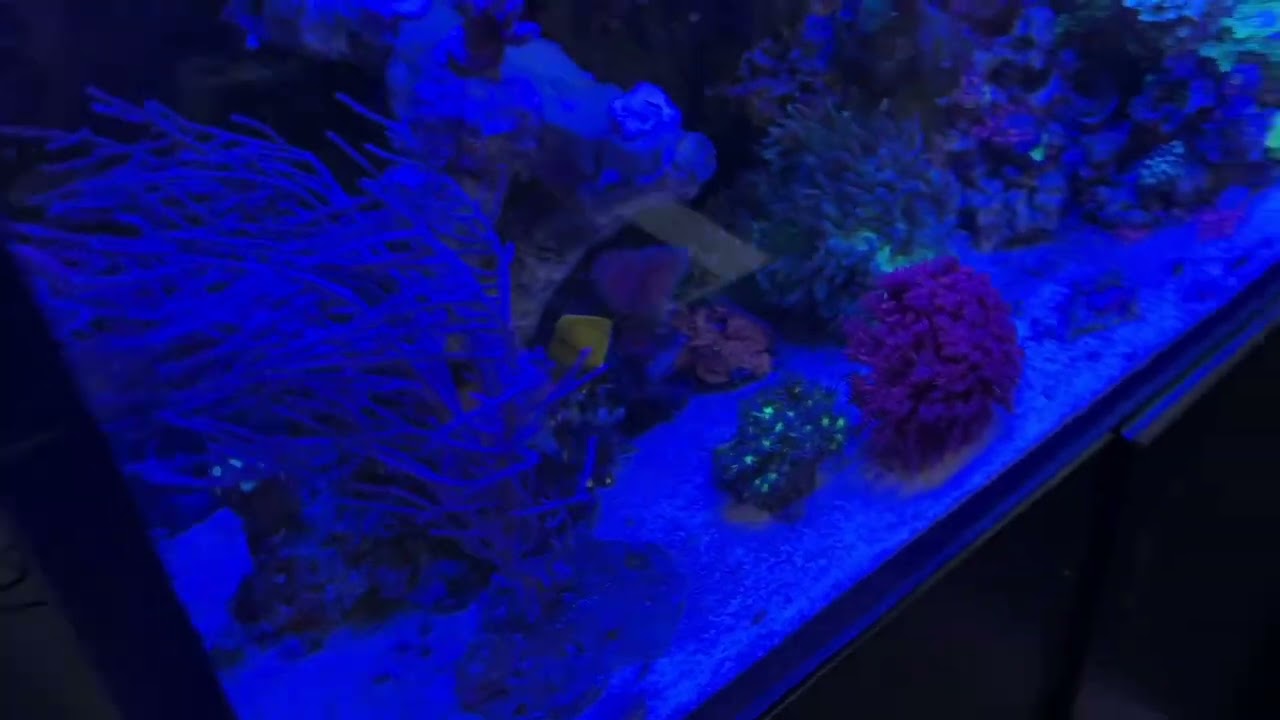 Patricks_Reef Straton Einstellungen Part 2