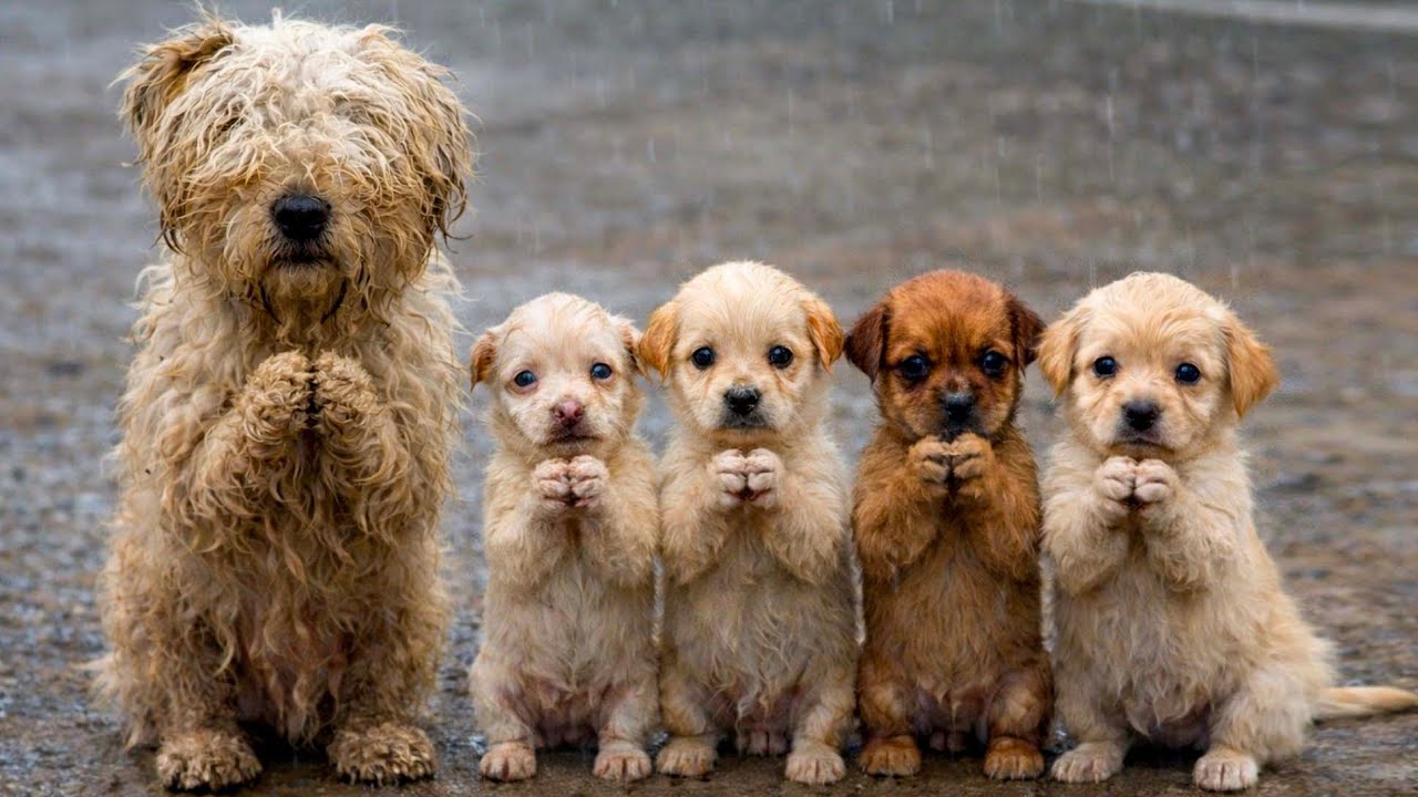Собака-мама 🐶 появилась у моего дома с щенками, и дальнейшее оказалось неожиданным 🐶🐕🥰❤❤